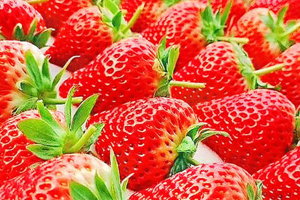 高光谱成像仪在草莓硬度无损检测中的应用